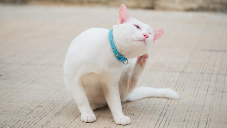 Kedi Kulak Akarları Balmumuna Karşı: Aradaki Fark Nasıl Anlaşılır? 