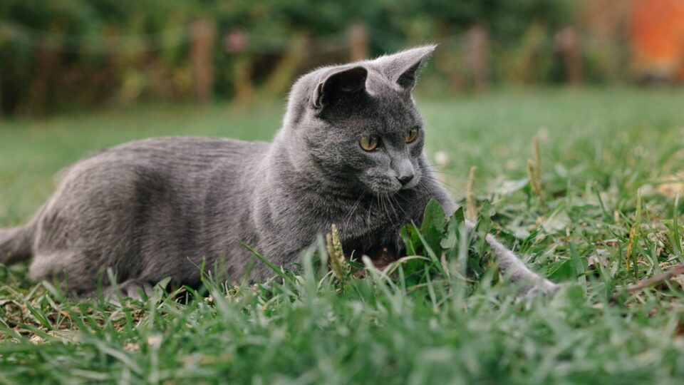 Why Is My Cat Eating Ants? What's Up With That?