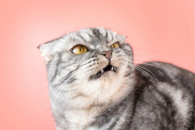 cat grunts