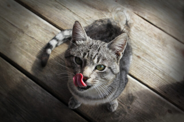cat keeps licking lips