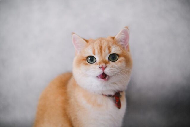 cat making weird mouth movements