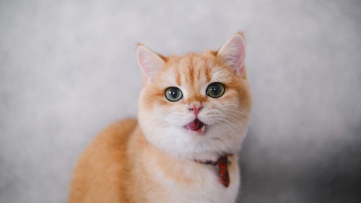 Kedi Garip Ağız Hareketleri Yapıyor: Size Fısıldıyor mu?