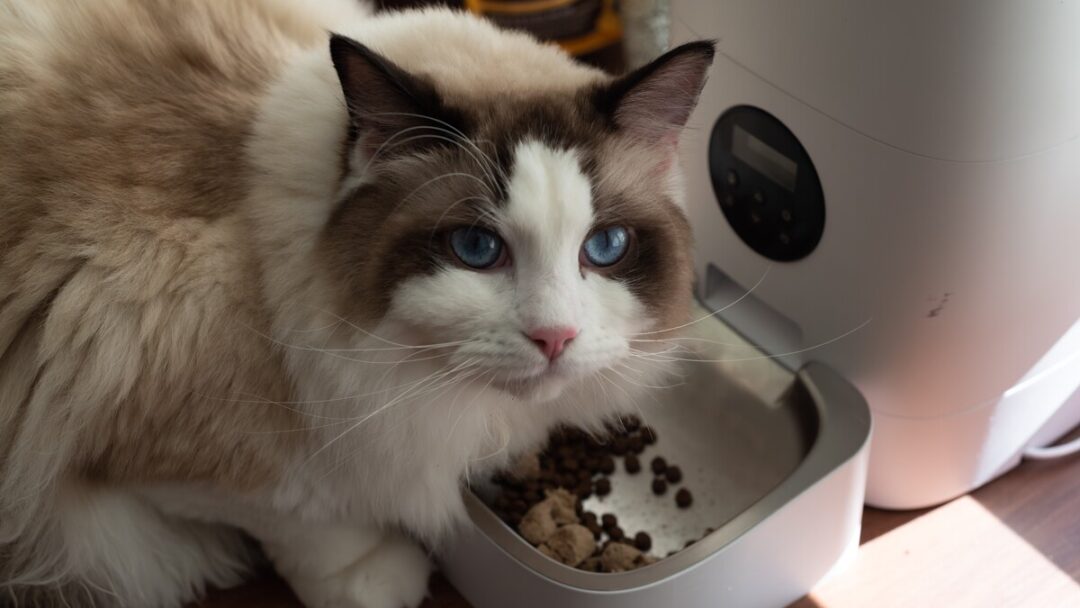 Why Is My Cat Not Eating After Our Move? How Can I Help Her?