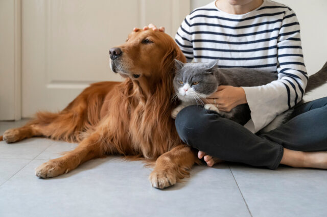 cat peeing on dog bed