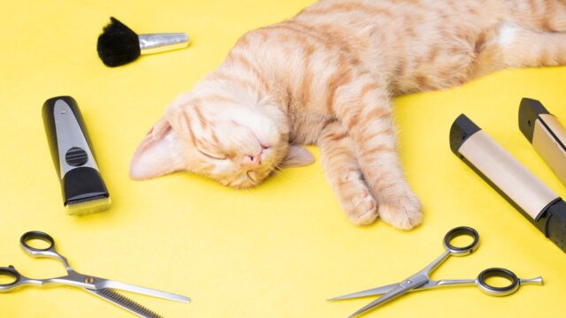 cat sanitary trim