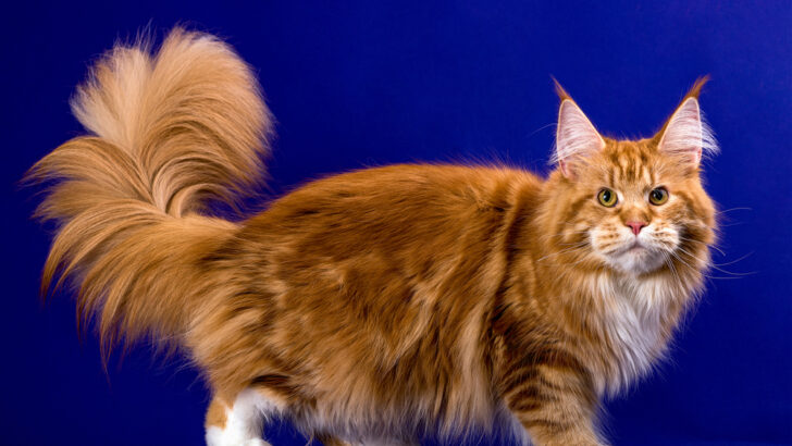 Purrfect Cuddle Buddies: 7 Cats With Fluffy Tails