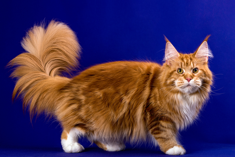 cats with fluffy tails