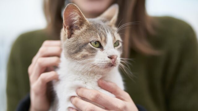 is vicks safe for cats
