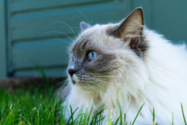 mink ragdoll