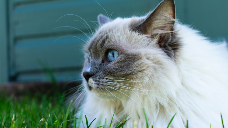 The Magnificent Mink Ragdoll: Your Purrfect Feline Friend