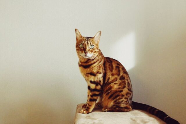 orange bengal cat