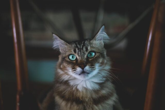 ragdoll tabby mix