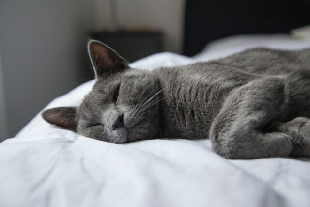 should i leave my dying cat alone