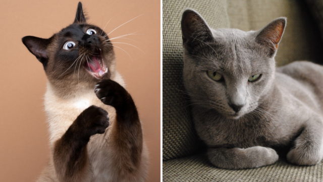 siamese russian blue mix