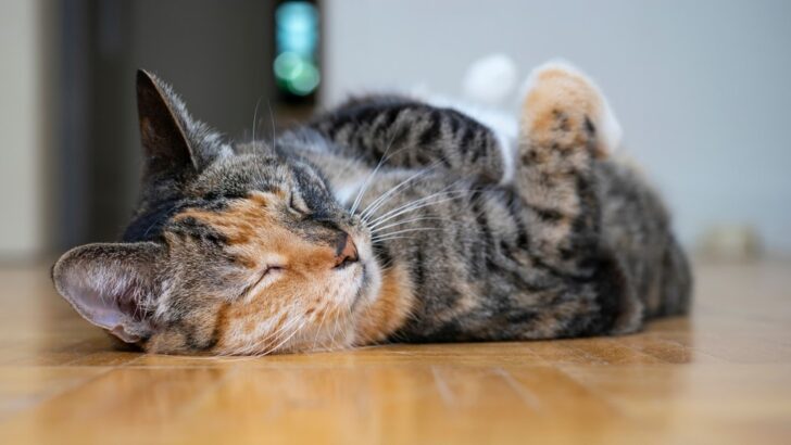 Torbie Kedi Kişiliği: Yeni En İyi Kedi Dostunuz