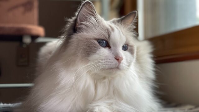 why are cats so soft