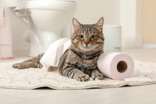 why does my cat guard me when i pee