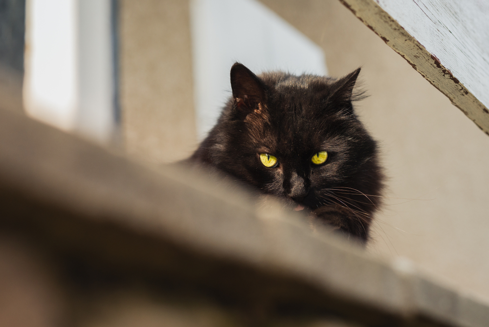 4 Mysterious Breeds Of A Black Cat With Yellow Eyes