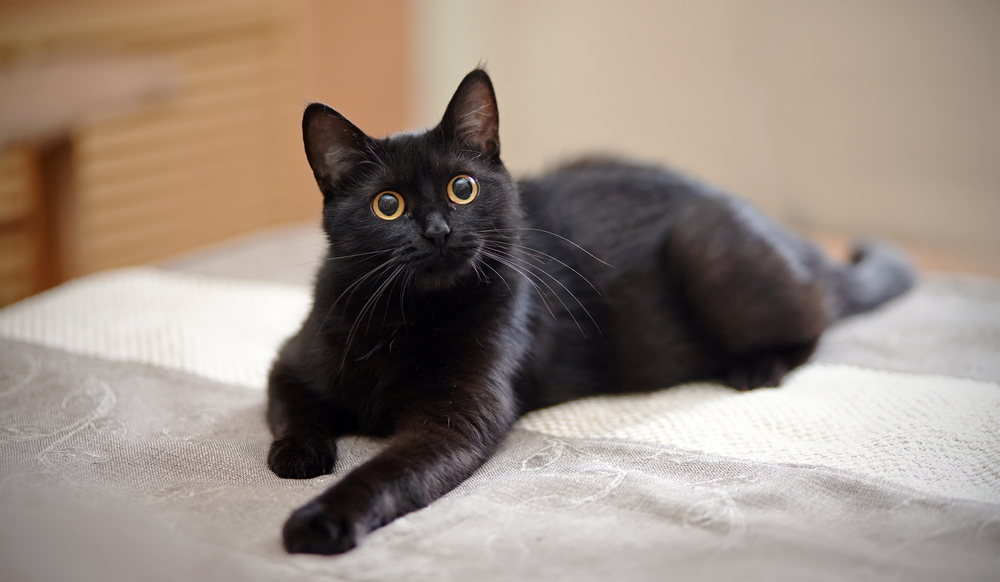 4 Mysterious Breeds Of A Black Cat With Yellow Eyes