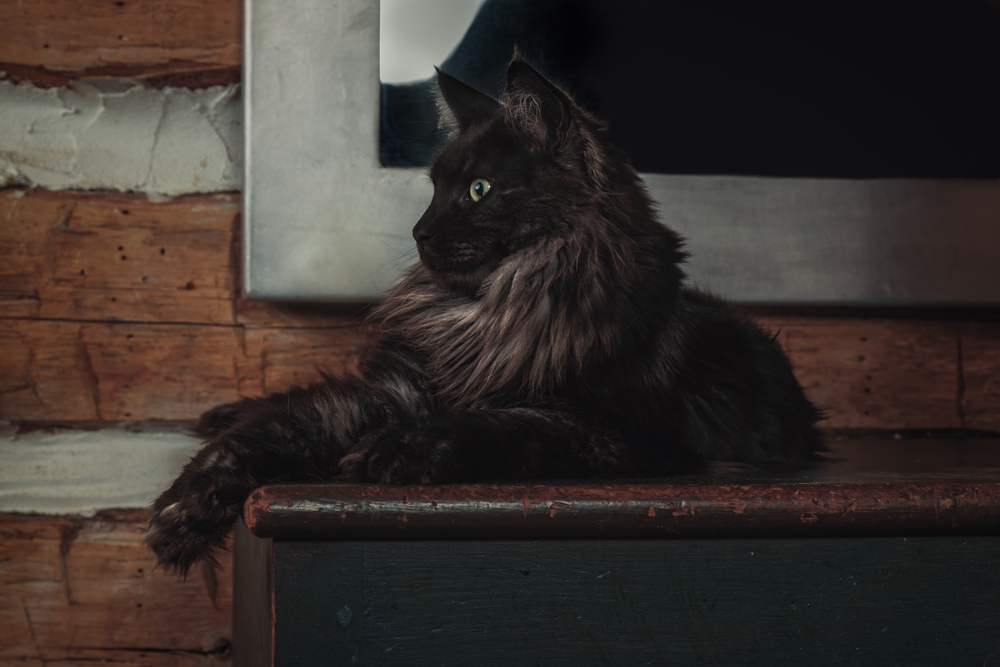 8 Görkemli ve Nefes Kesici Siyah Duman Kedi Irkı