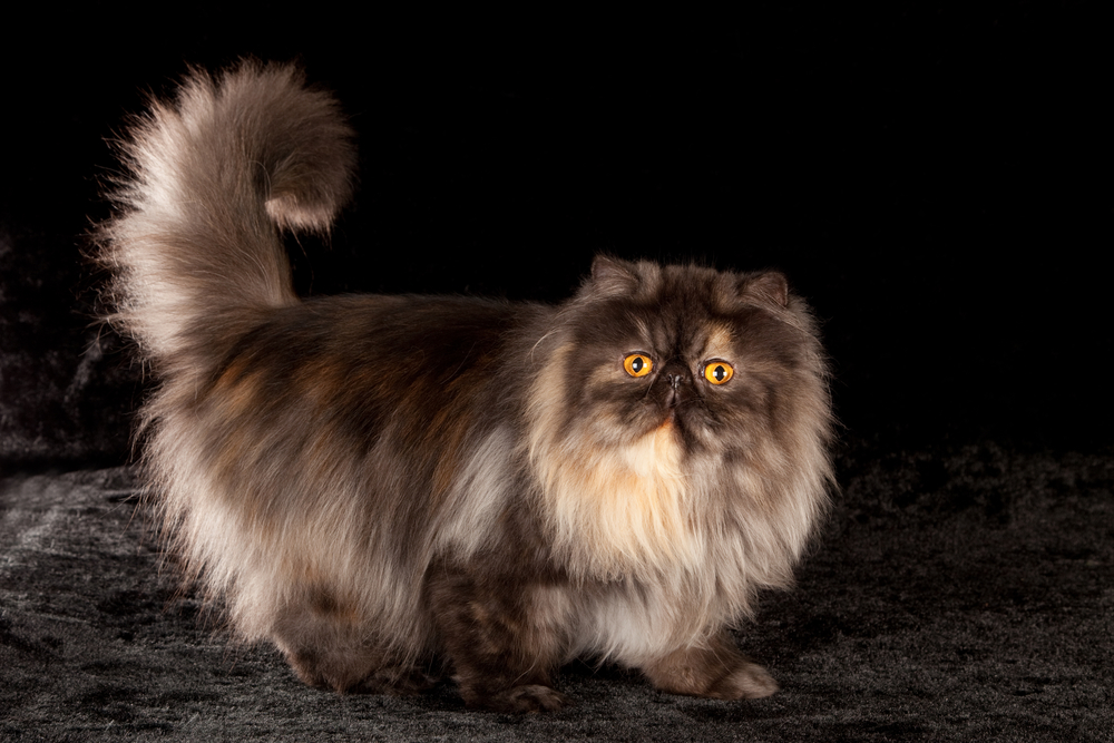 8 Majestic And Breathtaking Black Smoke Cat Breeds