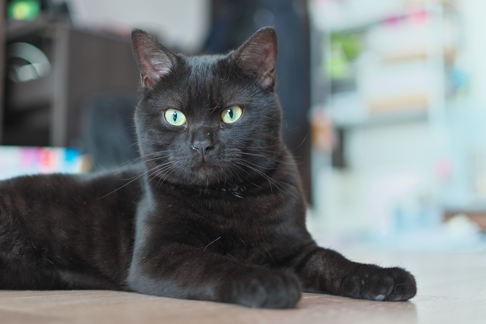 8 Majestic And Breathtaking Black Smoke Cat Breeds