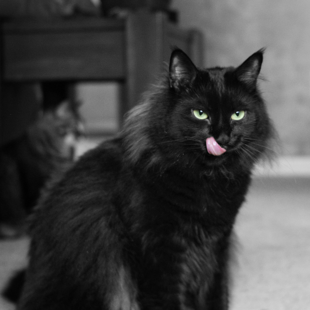 8 Majestic And Breathtaking Black Smoke Cat Breeds