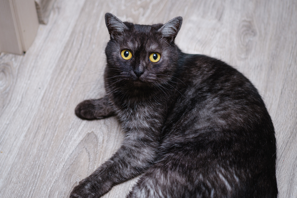 8 Majestic And Breathtaking Black Smoke Cat Breeds