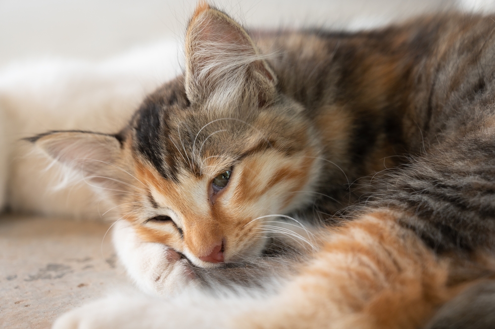 8 Warning Signs Of Cat Depression After A New Kitten