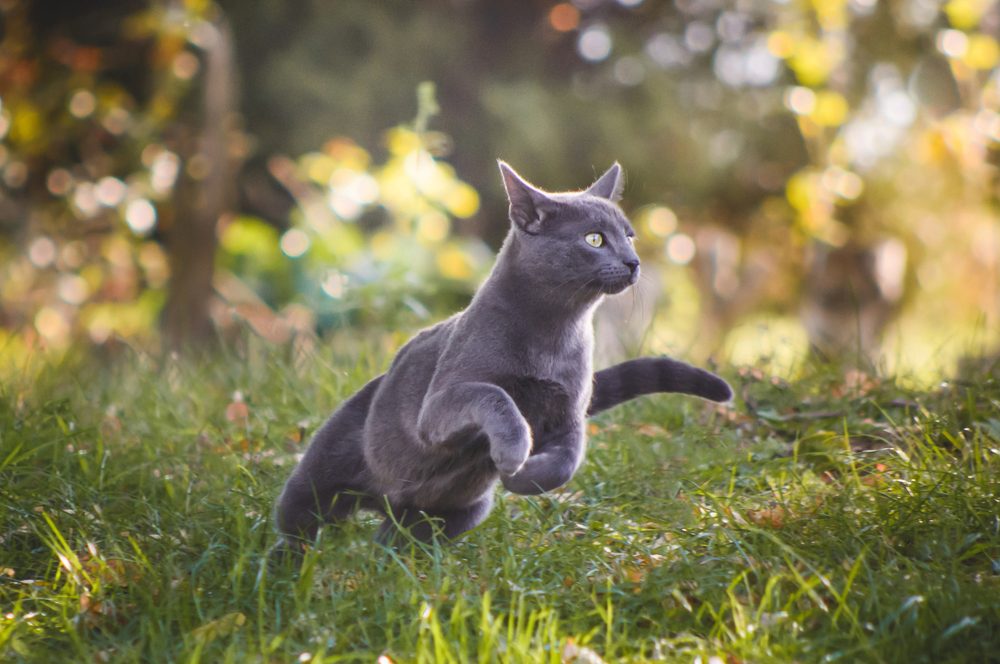 Are Russian Blue Cats Aggressive? Unraveling The Mystery