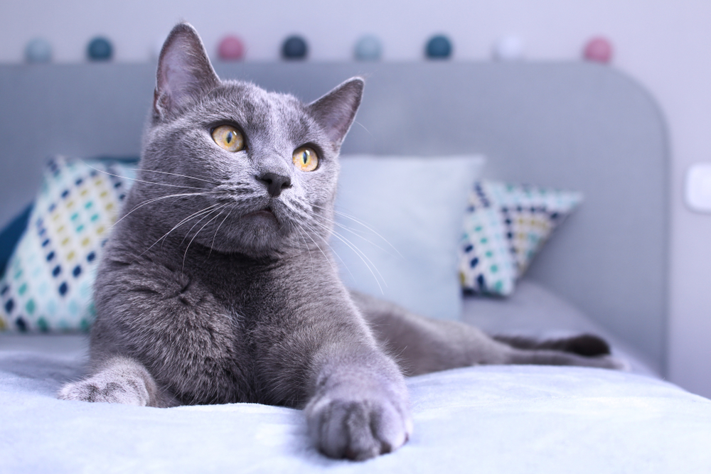 Are Russian Blue Cats Aggressive? Unraveling The Mystery