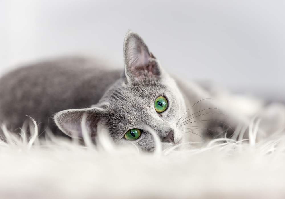 Are Russian Blue Cats Aggressive? Unraveling The Mystery