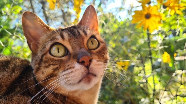 Bengal Siamese Mix