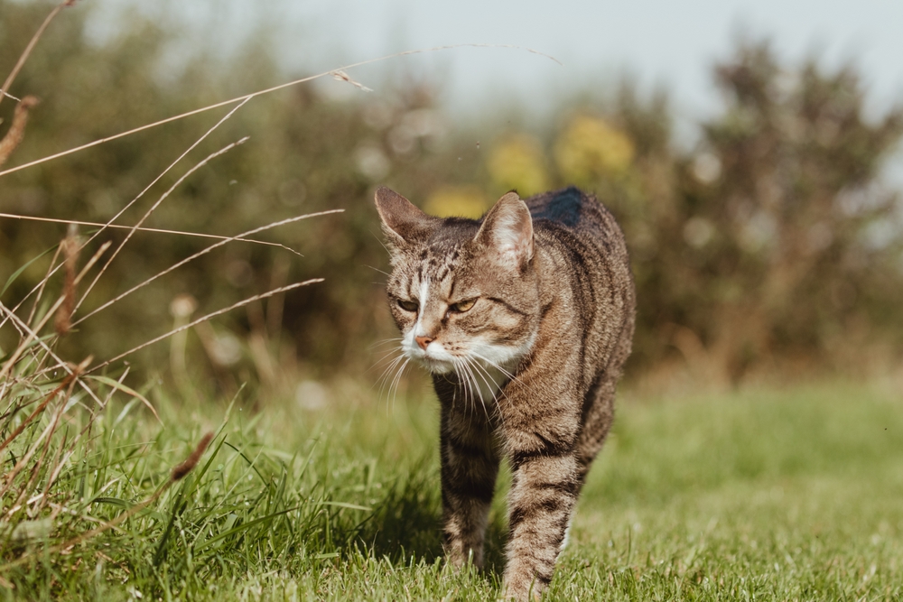 Bengal Tabby Mix Does Your Fluff Have Some Bengal Genes