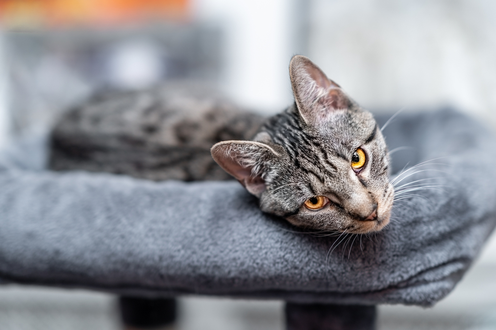 Bengal Tabby Mix Does Your Fluff Have Some Bengal Genes