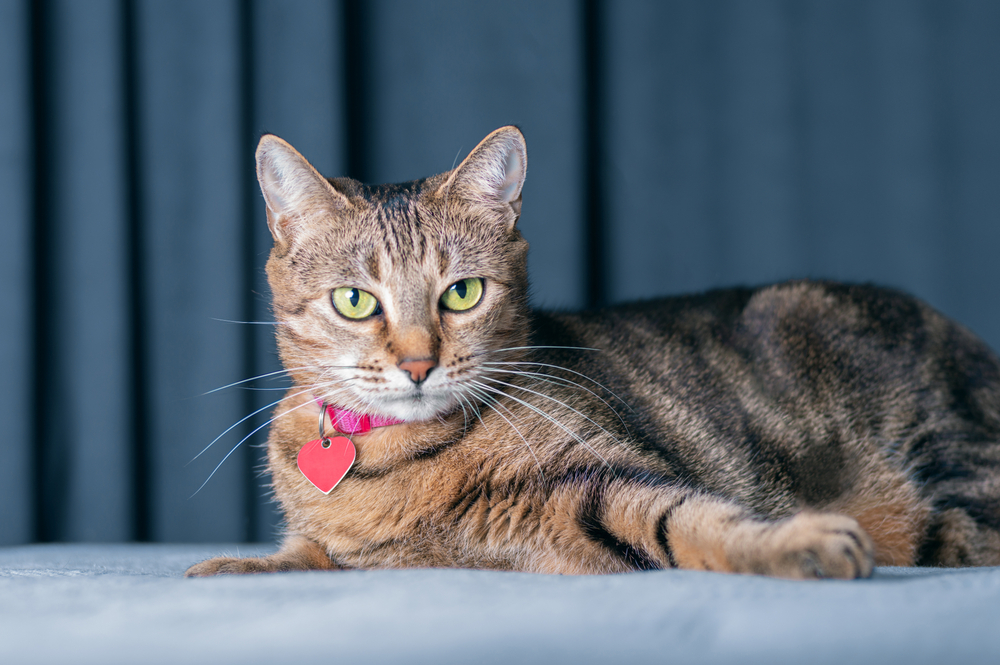 Bengal Tabby Mix Does Your Fluff Have Some Bengal Genes