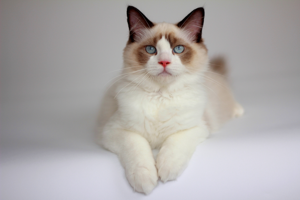 Bicolor Seal Ragdoll Your Beautiful & Loving Furry Friend