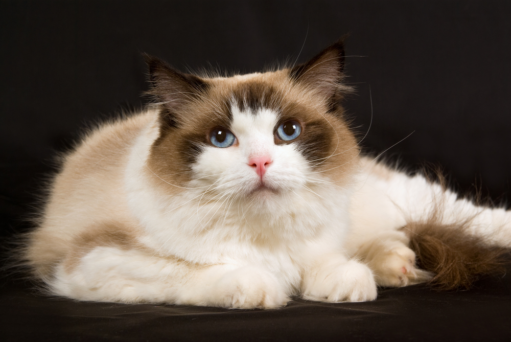 Bicolor Seal Ragdoll Your Beautiful & Loving Furry Friend