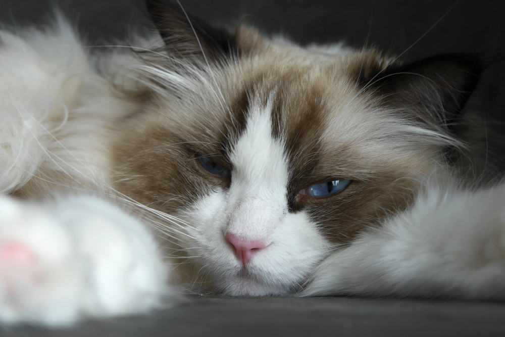 Bicolor Seal Ragdoll Your Beautiful & Loving Furry Friend