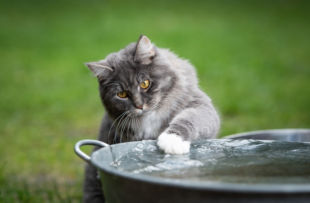 Blue Maine Coon Cat The Prettiest Of Them All Or