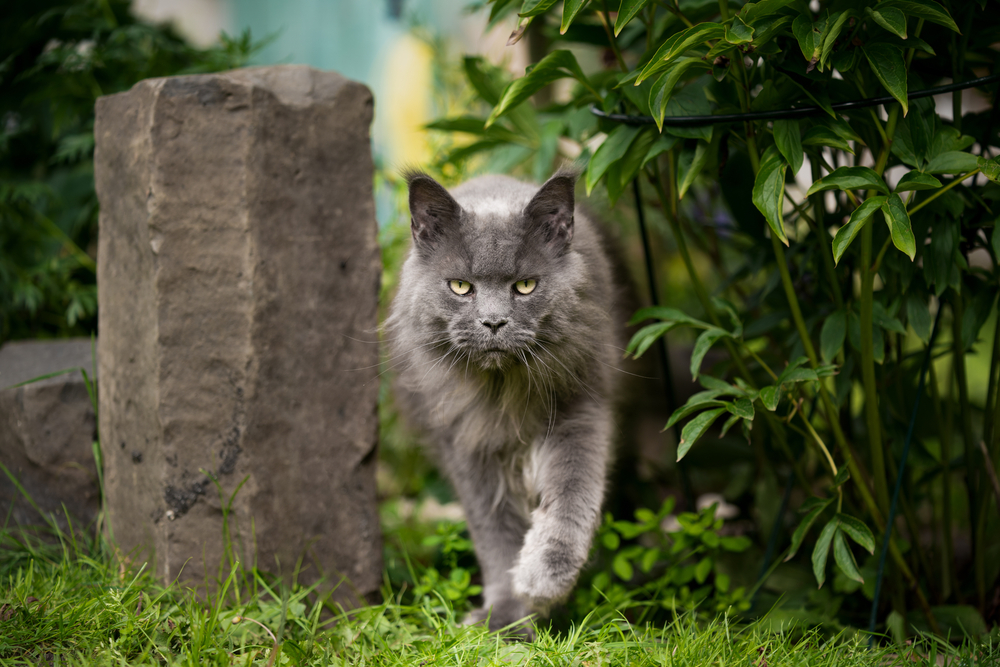 Mavi Maine Coon Kedisi Hepsinin En Güzeli Ya Da