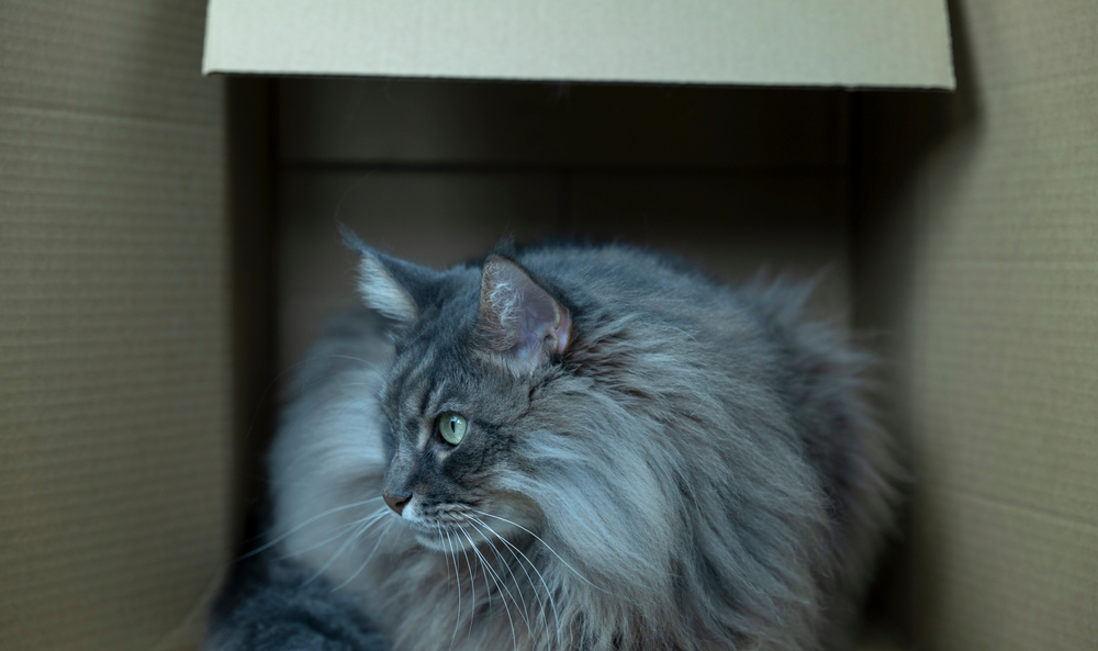 Blue Maine Coon Cat The Prettiest Of Them All Or