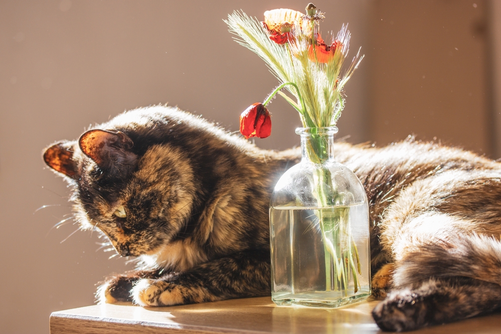 Can Cats Eat Poppy Seeds? What Are The Possible Risks?