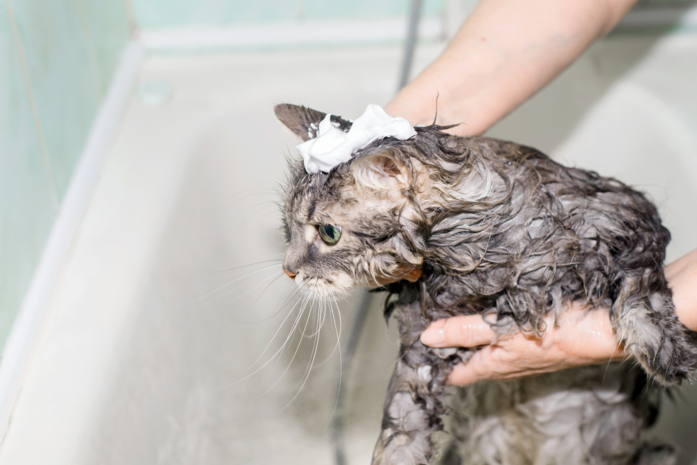 Can I Use Dove Soap On My Cat? Feline Tips & Tricks!