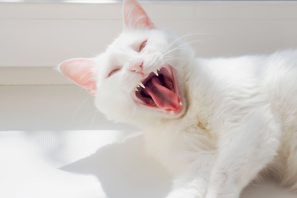 Dişleri Olmayan Bir Kedinin Bakımı: Bilmeniz Gereken Her Şey