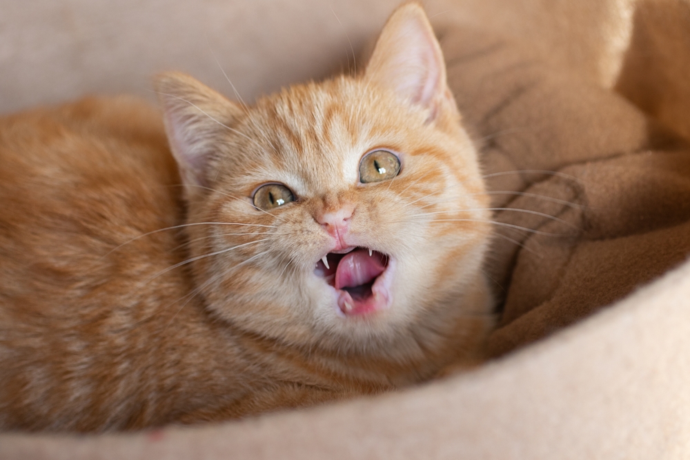Dişleri Olmayan Bir Kedinin Bakımı: Bilmeniz Gereken Her Şey