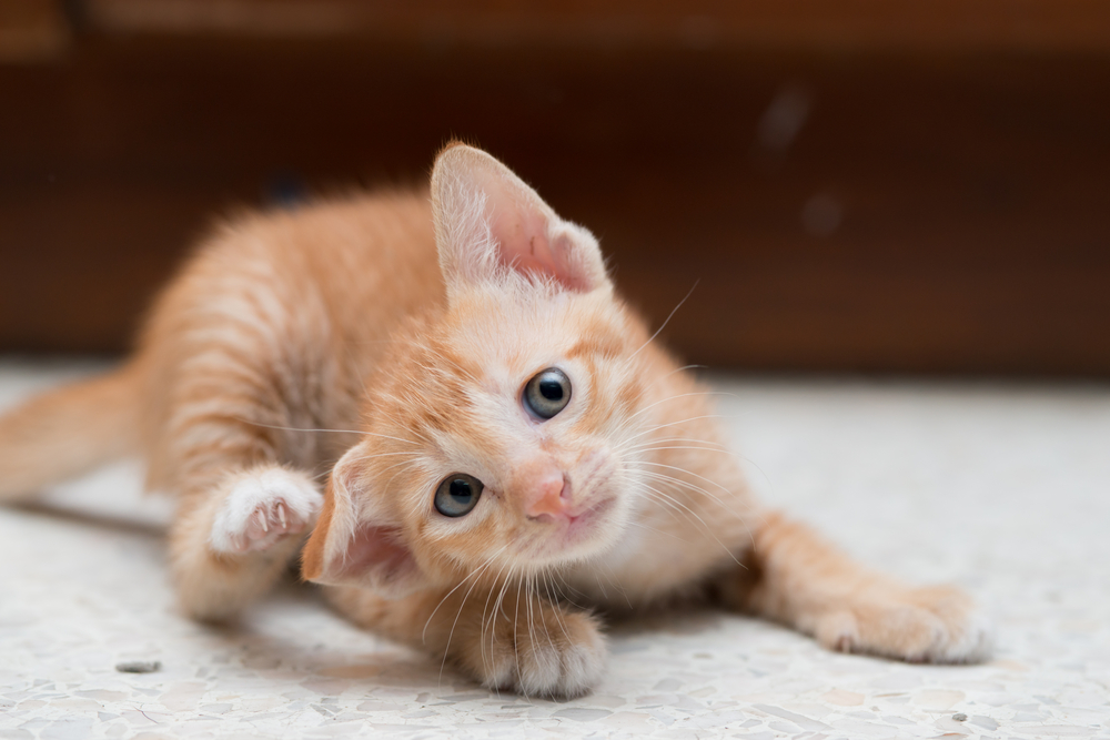 Kedi Kulağı Akarları ve Balmumu Arasındaki Fark Nasıl Anlaşılır?