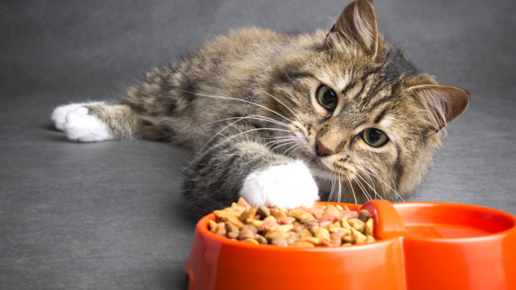 Kedi Yemek Yerken Dişlerini Gıcırdatıyor: Endişelenmeli miyim? 