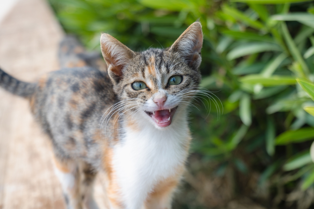 Kedi Homurtuları Tüyleriniz Size Ne Anlatmaya Çalışıyor?