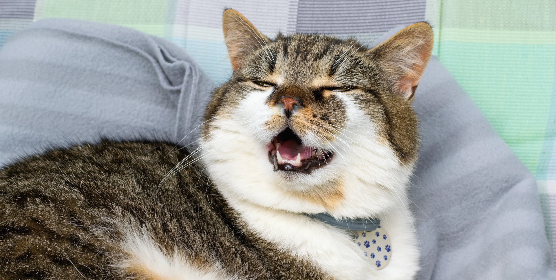 Cat Keeps Sneezing But Seems Fine